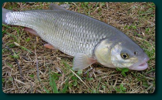 Pescuit :) - clean2.jpg